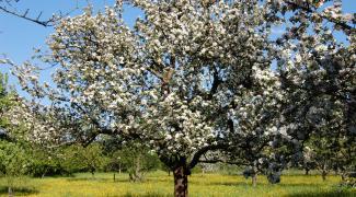 Apfelbaum_Blüte